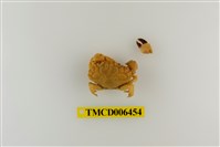 藏品(肉球皺蟹)的圖片